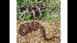 Have you ever wondered how to positively identify a copperhead? Jason Gibson’s got you covered! Jason Gibson is an Assistant Professor of Biology at Patrick Henry Community College, a member of the Virginia Herpetological Society, a Research Associate at VMNH, and a great friend to the museum. | Virginia Museum of Natural History