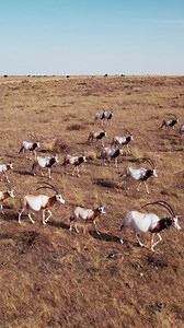 11K views · 203 reactions |  Il y a 8 ans aujourd’hui, le Tchad a...