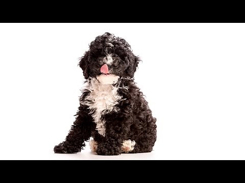 Watch adorable 8 week old black and white cockapoo puppy playing in the garden.