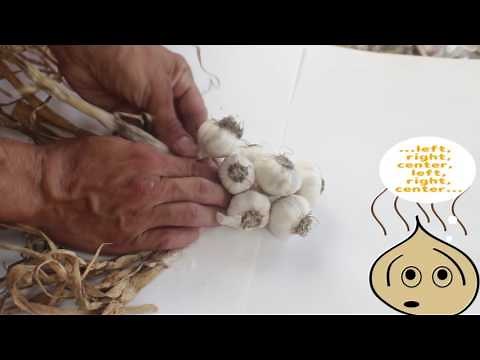 How to Braid Garlic: A Step-by-Step Guide