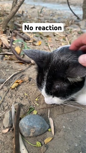 Should I be worried about Charlie the cat? 😿🇵🇭