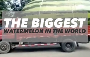 The biggest watermelon in the world recorded by Guinness is grown by Chris Kent of USA. | Rapport Ph