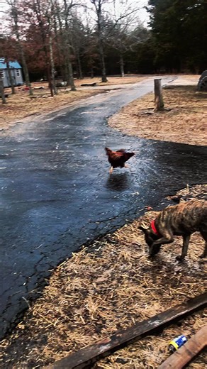 Slidin #chicken #icestorm #farmlife | chickens