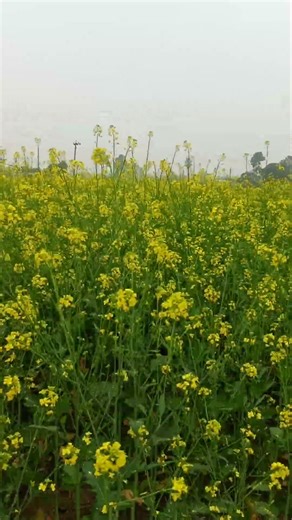 mustard flower. surah nas beautiful recitation