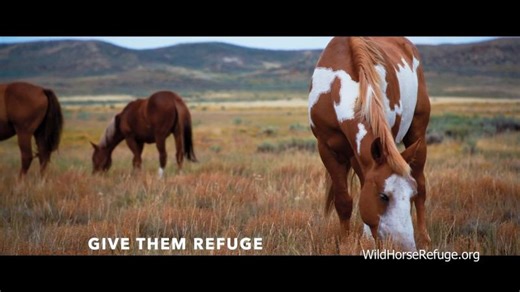 Give Wild Horses 30,000 Acres of Freedom | Robin Black