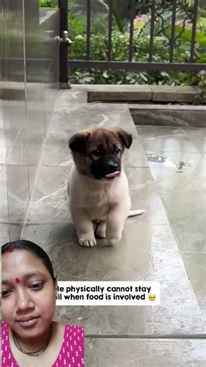 The Cutest Puppy You’ll See Today 🥺❤️#CutePuppy #DogLove #PuppyEyes #CuteDogs#ViralVideo
