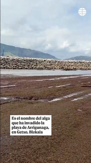 Rugulopteryx okamurae: el alga invasora que colma la playa de Arrigunaga