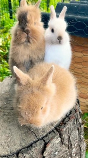 🌳Three adorable baby rabbits on a tree trunk 💕🐰 #short
