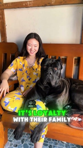 Think Cane Corsos Are Aggressive? Think Again 🐾 #animalfacts #animals #protection #love #canecorso