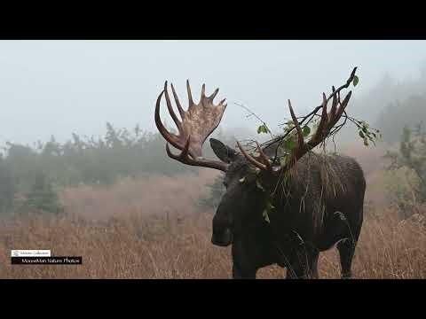 Bull Moose, To Fight or Not to Fight #wildlife #moose #giantbullfights #alaska