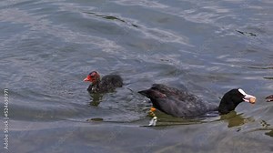 The Eurasian coot, Fulica atra, also known as the common coot, or Australian coot, is a member of the bird family, the Rallidae. It is found in Europe, Asia, Australia, New Zealand and parts of Africa