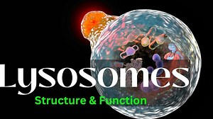 Lysosomes: Structure and Function|| biology|| Cell Biology