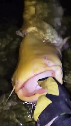 ALBINO CATFISH 🤯💎!! River fishing with a surprise! Catfish fishing with sub floats | Big catfish!