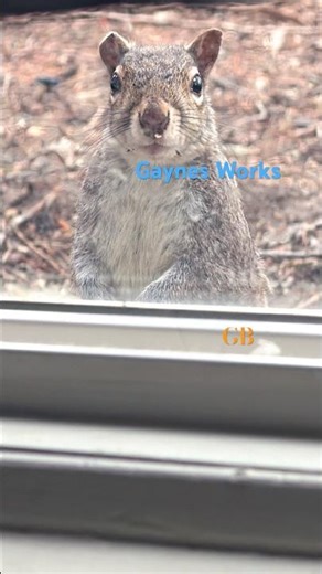 Squirrel lovers:) #cutesquirrels #squirrel #nature #youtubeshorts #wildlife #viralhog