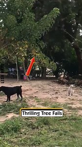 Thrilling Tree Fails | Lisa Raye