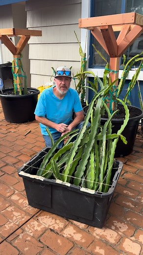 2.2K views · 399 reactions | BLACK FRIDAY SPECIAL!! #dragonfruit #gardening #Pitaya gardening dragonfruitplant | My Dragon Plug | Facebook
