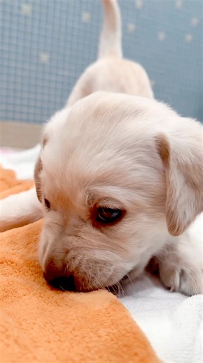 4.3K views · 191 reactions | "Did someone say turkey?" Happy Thanksgiving from the Southeastern Guide Dogs family. What are you most thankful for today? | Dogs Inc | Facebook