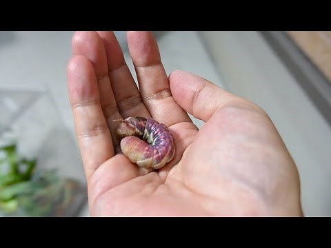 I raised a strange caterpillar for 8 months...