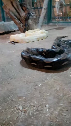 Explore Stunning Snakes in Their Natural Habitat