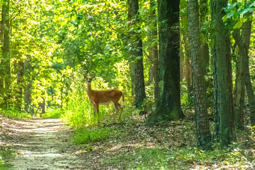 Wildlife Spotting With a Game Trail Camera