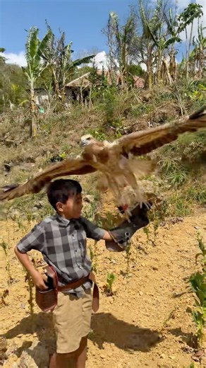 The big eagle swings spoiled before landing in the hands of the tarzan boy #animals