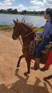 602K views · 183 shares | un dia de paseo con mis hijos y sus amigos! tenemos varios caballos realmente manzos y disponibles algunos desde 25 mss inf al 4929494036.#CA | Carlos Arguelles. Venta y Entrenamiento de Caballos Coleadores | Facebook