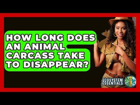 How Long Does An Animal Carcass Take To Disappear? - Ecosystem Essentials