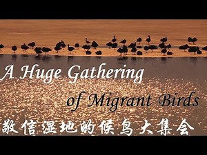 Amazing China: A Huge Gathering of Migrant Birds 美丽中国：敬信湿地的候鸟大集会