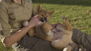 44K views · 1.5K reactions |  Puppy Love  So excited to announce the arrival of the cutest, fluffiest and most cuddliest little Dingo puppies ever to our Symbio family!  Thanks to our mates over at Featherdale who helped turn this puppy love into a reality. | Symbio Wildlife Park | Facebook