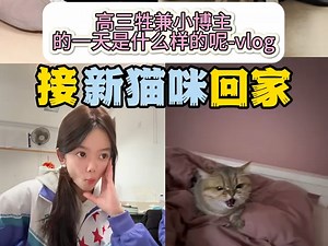 收养了一只流浪小猫