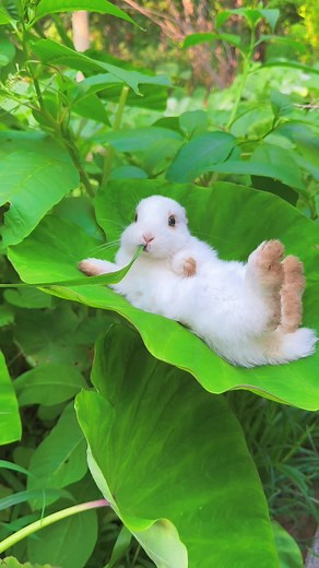 Cutest Bunnies Ever: Adorable Rabbit Babies