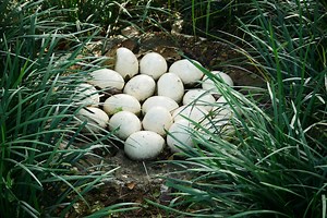 Jedno jajko strusie jak 30 kurzych. Jakie ma właściwości i ile kosztuje?