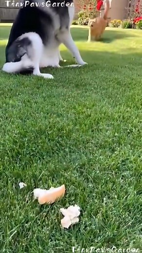 The dog chased away the cat's prey | Mohammad Mia Saeed | Facebook