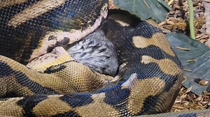 3.2K views · 34 reactions | **WHOLE PREY ALERT** You remember when...