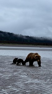 32K views · 1.2K reactions | To be so tiny in a world so wild isn’t an easy task. When cubs emerge from hibernation, they’re impossibly small. The world is full of obstacles and new challenges. Many cubs won’t make it to adulthood. The life of every bear is an accomplishment - there simply no easy road to adulthood for a wild bear. #Alaska #alaskalife #alaskaliving | Brooke Bartleson | Facebook