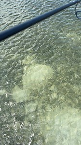 6.5K views · 115 reactions | Doing turtle stuff... Fishing for bonefish with Capt. Steven on the flats off Key West.. Never know what you will run into. #flatsfishing #turtle #turtles #seaturtle #turtlestuff #keywest | Key West Fishing With Dream Catcher Charters | Facebook