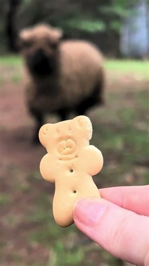 bribing my sheep with animal crackers #sheep #babydoll