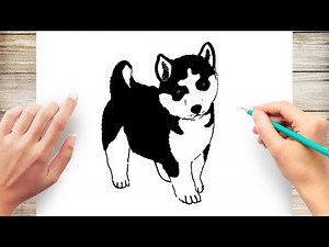 BABY HUSKY Drawing Easy