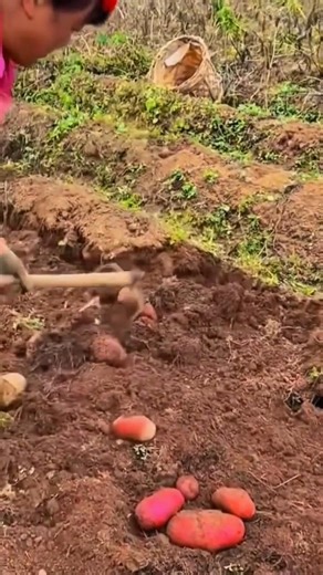 digging the soil for harvesting fresh red sweet potatoes using a hand tool in garden