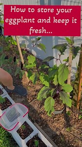 #how to store eggplant and keep it fresh.#cooking tips# still fresh even frozen#view@highlight | Lani Gabucayan Gardose Cornelio