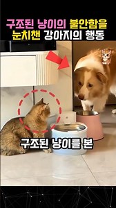 The amazing behavior of a dog that noticed the rescued cat's abnormal behavior #cat #dog #dog