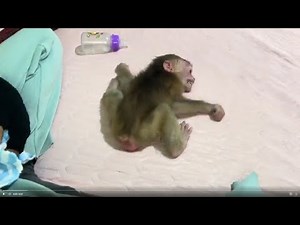 Baby monkey Miker and Bella drink milk