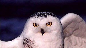 Scariest Owl video ever made