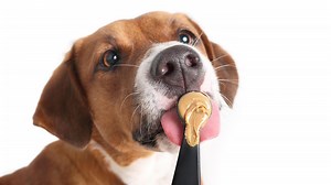 The best dog-safe peanut butters for filling Kongs and keeping dogs busy