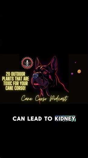 ⚠️ Rhubarb Leaves: A Hidden Danger for Dogs! #CaneCorso #DogSafety #ToxicPlants