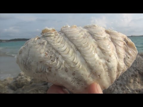 Explore the mudflats and discover many types of shells and sea snails