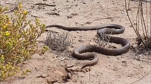 746K views · 4.8K reactions | RARE FOOTAGE OF A DIGGING DUGITE! (With...