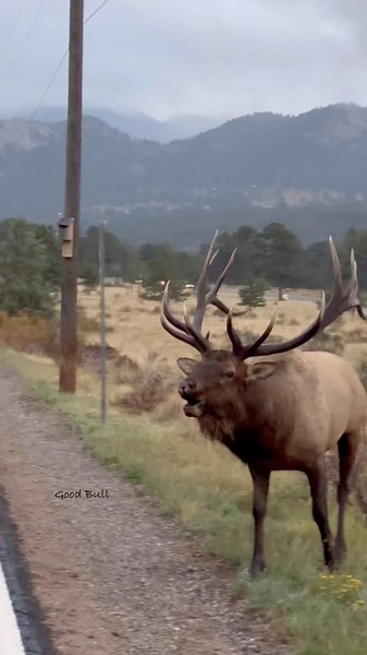 In my face 😂 #elk #elkhunting #elk101 #elkaddicts #elkassassins #bullelk #cowelk #bugle #wapiti #rmef #bowhunter #hunting #huntinglife #gohunt #hushin #tinesup #elkseason #elkcallingacademy #goodbull #elkhunter | Good Bull Outdoors