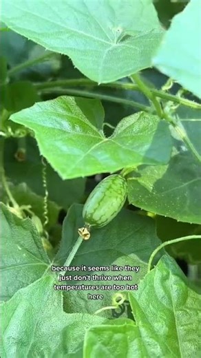 Finally harvesting my cucamelons and they're adorable #growyourownfood #cucamelons #harvest