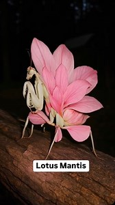 Conocías la Lotus Mantis? 💕#flowerfarm #plants #flowers | Siembra con Dayami